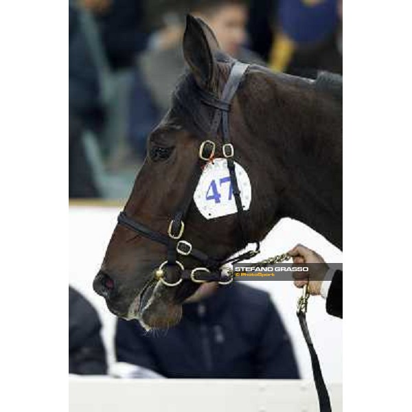 Anact selected yearlings sales Settimo Milanese (MI), 29th oct. 2010 ph. Stefano Grasso