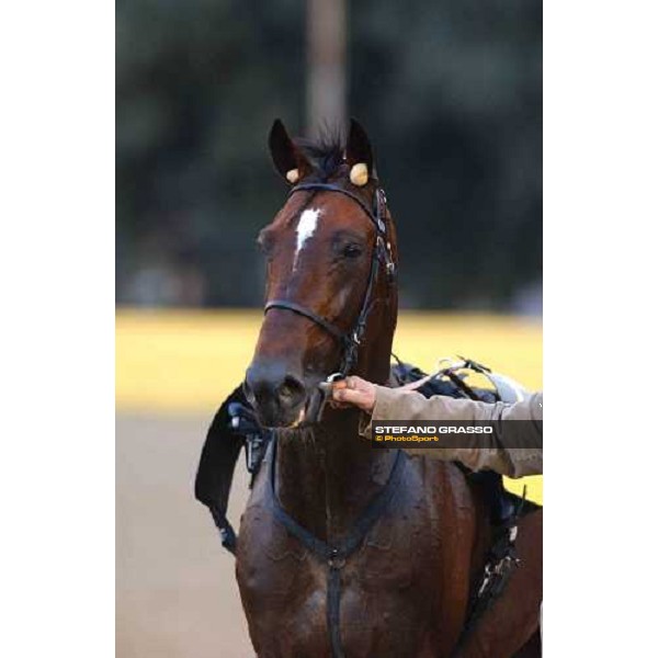 Infant du Bossis winner of Gran Premio Gaetano Turilli Rome, 10th october 2004 ph. Stefano Grasso