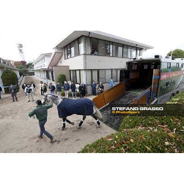 Voila Ici arrives at Fuchu racecourse Tokyo, 25th nov. 2010 ph. Stefano Grasso