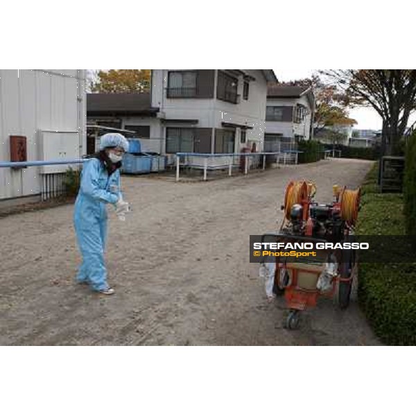 Voila Ici arrives at Fuchu racecourse Tokyo, 25th nov. 2010 ph. Stefano Grasso