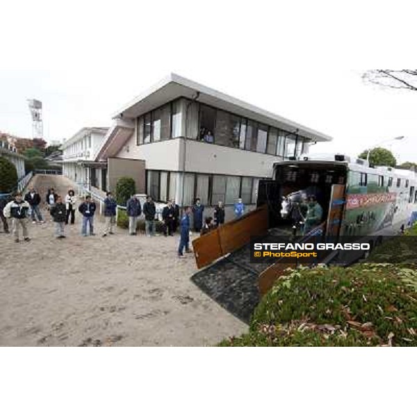 Voila Ici arrives at Fuchu racecourse Tokyo, 25th nov. 2010 ph. Stefano Grasso