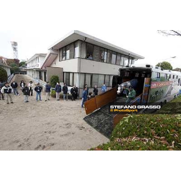Voila Ici arrives at Fuchu racecourse Tokyo, 25th nov. 2010 ph. Stefano Grasso