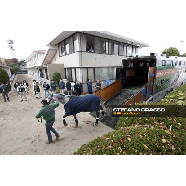 Voila Ici arrives at Fuchu racecourse Tokyo, 25th nov. 2010 ph. Stefano Grasso