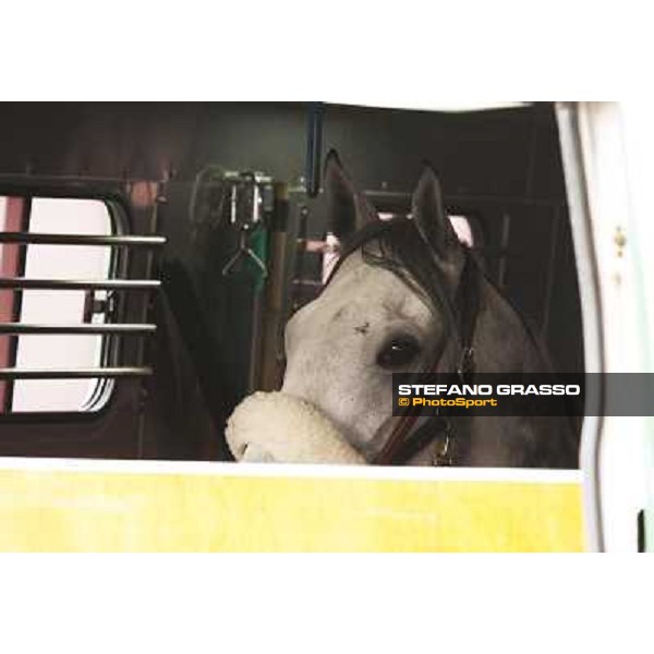 Voila Ici arrives at Fuchu racecourse Tokyo, 25th nov. 2010 ph. Stefano Grasso