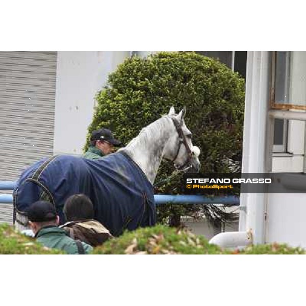 Voila Ici arrives at Fuchu racecourse Tokyo, 25th nov. 2010 ph. Stefano Grasso