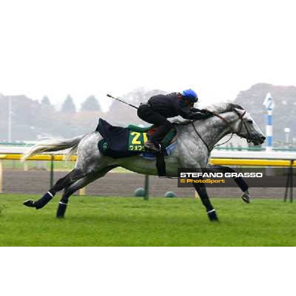 Morning trackworks at Fuchu racecourse - Voila Ici and Mirco Demuro Tokyo, 26th nov. 2010 ph. Stefano Grasso