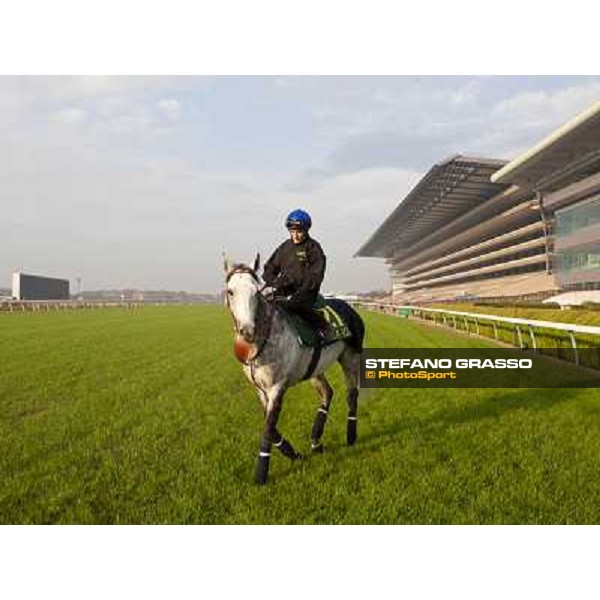 Morning trackworks at Fuchu racecourse - Voila Ici and Mirco Demuro. Tokyo, 26th nov. 2010 ph. Stefano Grasso