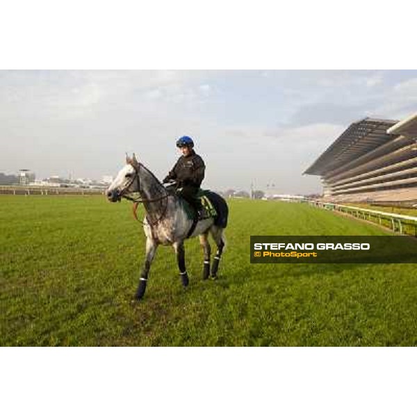 Morning trackworks at Fuchu racecourse - Voila Ici and Mirco Demuro. Tokyo, 26th nov. 2010 ph. Stefano Grasso