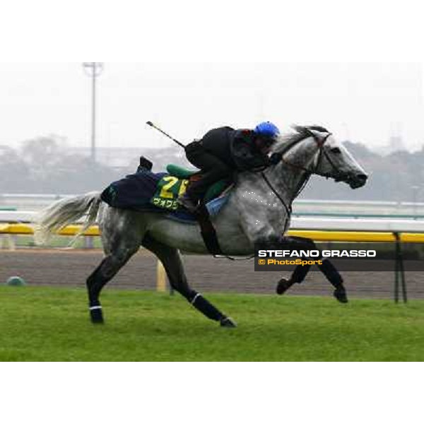 Morning trackworks at Fuchu racecourse - Voila Ici and Mirco Demuro Tokyo, 26th nov. 2010 ph. Stefano Grasso