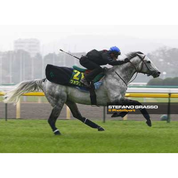 Morning trackworks at Fuchu racecourse - Voila Ici and Mirco Demuro Tokyo, 26th nov. 2010 ph. Stefano Grasso