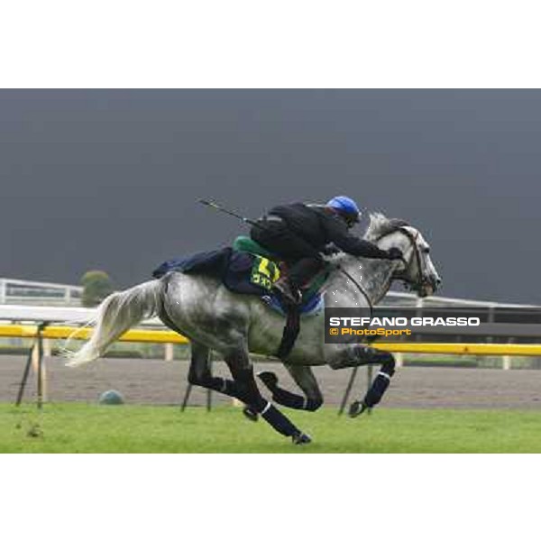Morning trackworks at Fuchu racecourse - Voila Ici and Mirco Demuro Tokyo, 26th nov. 2010 ph. Stefano Grasso