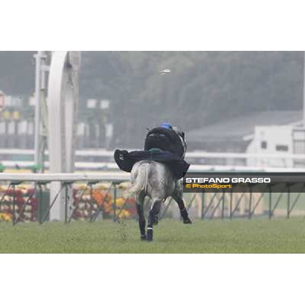 Morning trackworks at Fuchu racecourse - Voila Ici and Mirco Demuro Tokyo, 26th nov. 2010 ph. Stefano Grasso