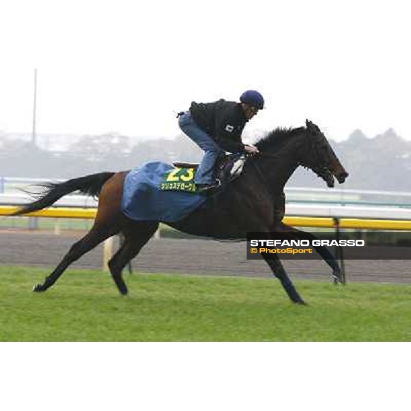 Morning trackworks at Fuchu racecourse - Cirrus des Aigles Tokyo, 26th nov. 2010 ph. Stefano Grasso