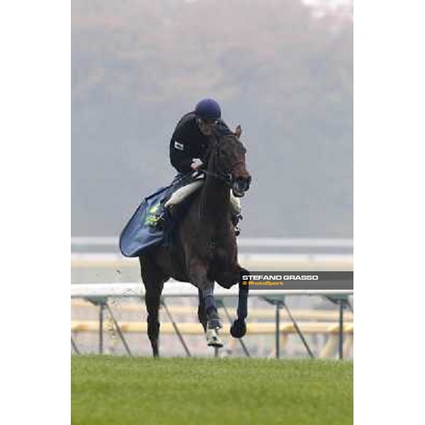 Morning trackworks at Fuchu racecourse - Cirrus des Aigles Tokyo, 26th nov. 2010 ph. Stefano Grasso