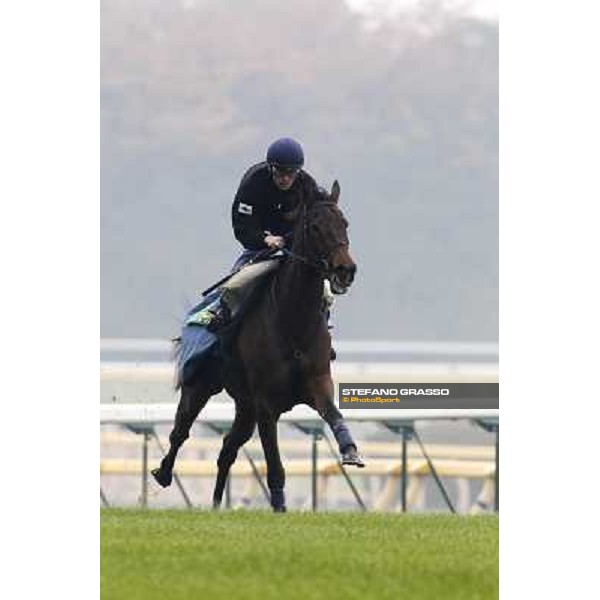Morning trackworks at Fuchu racecourse - Cirrus des Aigles Tokyo, 26th nov. 2010 ph. Stefano Grasso