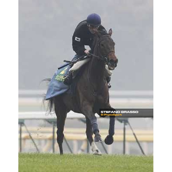 Morning trackworks at Fuchu racecourse - Cirrus des Aigles Tokyo, 26th nov. 2010 ph. Stefano Grasso