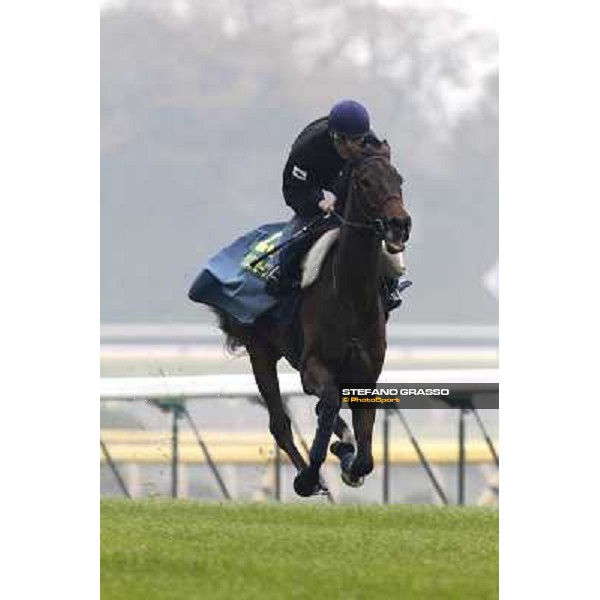 Morning trackworks at Fuchu racecourse - Cirrus des Aigles Tokyo, 26th nov. 2010 ph. Stefano Grasso
