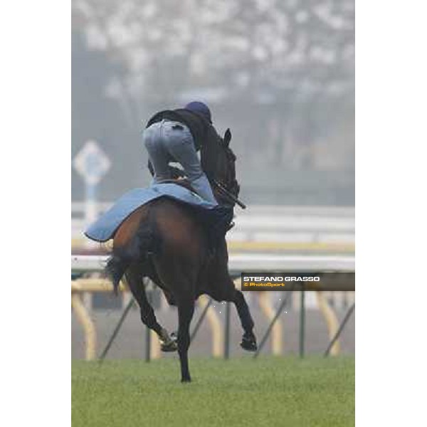 Morning trackworks at Fuchu racecourse - Cirrus des Aigles Tokyo, 26th nov. 2010 ph. Stefano Grasso
