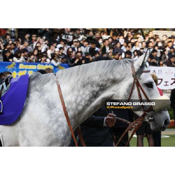 Voila Ici parades in the paddock of the Japan Cup Tokyo- Fuchu racecourse, 28th nov. 2010 ph. Stefano Grasso