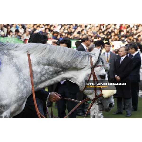 Voila Ici parades in the paddock of the Japan Cup Tokyo- Fuchu racecourse, 28th nov. 2010 ph. Stefano Grasso