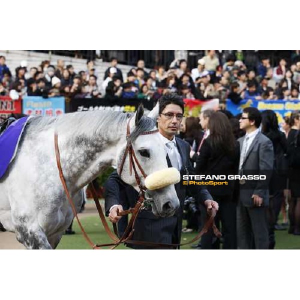 Voila Ici parades in the paddock of the Japan Cup Tokyo- Fuchu racecourse, 28th nov. 2010 ph. Stefano Grasso