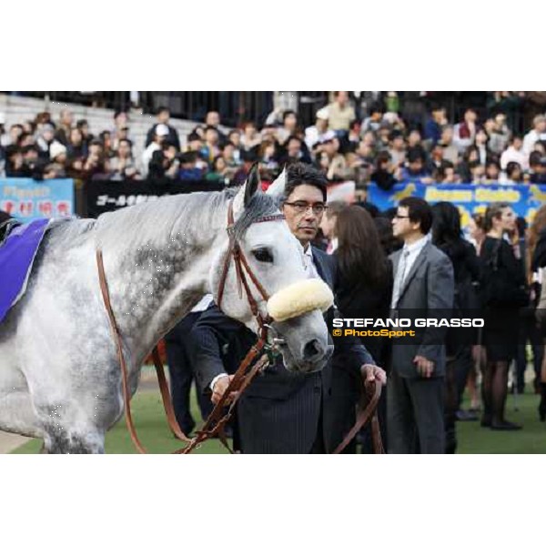 Voila Ici parades in the paddock of the Japan Cup Tokyo- Fuchu racecourse, 28th nov. 2010 ph. Stefano Grasso