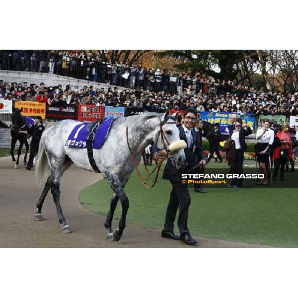 Voila Ici and Luigi Rosa parade before the Japan Cup Tokyo- Fuchu racecourse, 28th nov. 2010 ph. Stefano Grasso