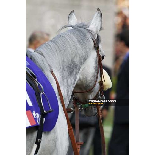 Voila Ici parades before the Japan Cup Tokyo- Fuchu racecourse, 28th nov. 2010 ph. Stefano Grasso