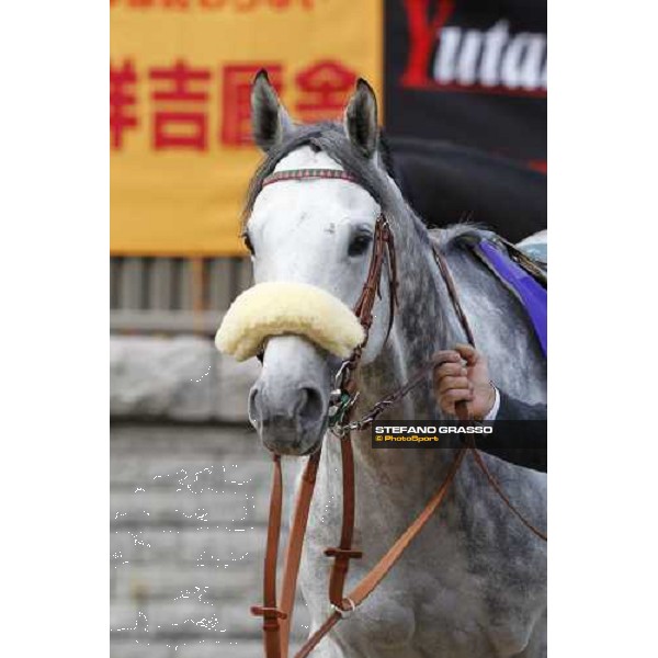 Voila Ici parades before the Japan Cup Tokyo- Fuchu racecourse, 28th nov. 2010 ph. Stefano Grasso