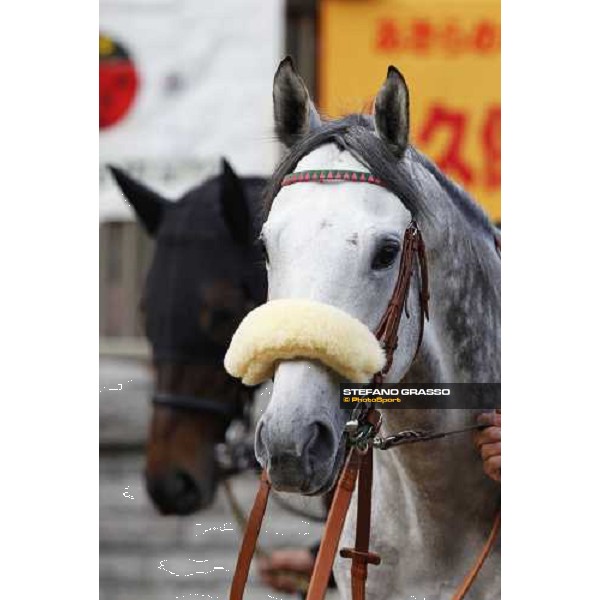 Voila Ici parades before the Japan Cup Tokyo- Fuchu racecourse, 28th nov. 2010 ph. Stefano Grasso