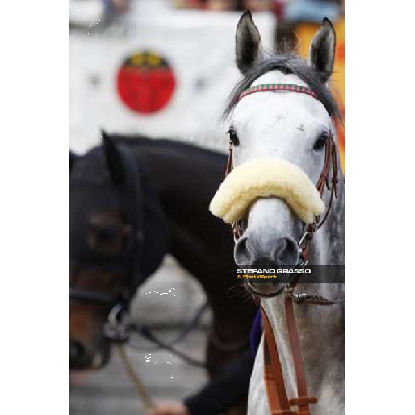 Voila Ici parades before the Japan Cup Tokyo- Fuchu racecourse, 28th nov. 2010 ph. Stefano Grasso