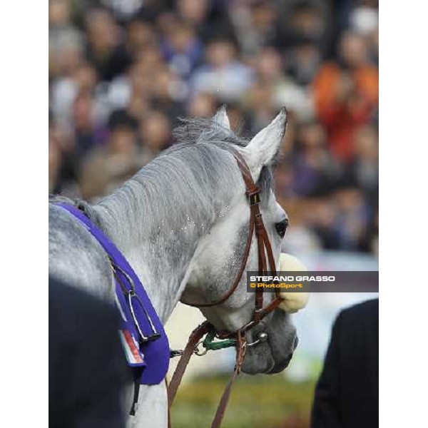 Voila Ici parades before the Japan Cup Tokyo- Fuchu racecourse, 28th nov. 2010 ph. Stefano Grasso