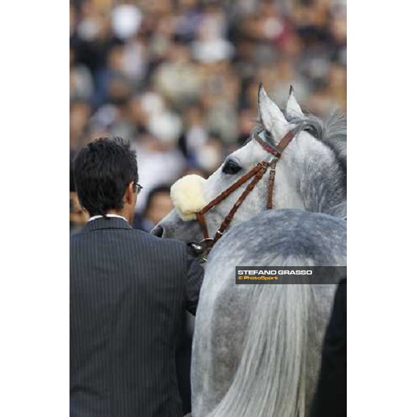 Voila Ici parades before the Japan Cup Tokyo- Fuchu racecourse, 28th nov. 2010 ph. Stefano Grasso