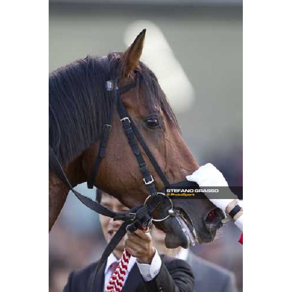 Shiniji Fujita on Transcend wins th Japan Cup Dirt Osaka - Hanshin racecourse, 5th dec. 2010 ph. Stefano Grasso
