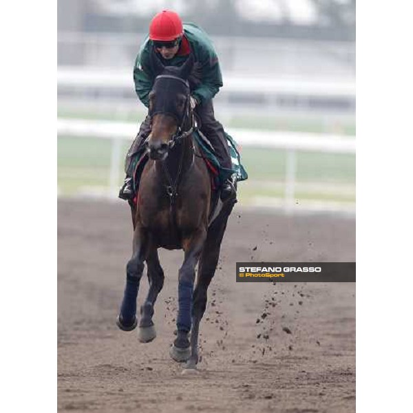 Endo Botti and Jakkalberry at Sha Tin racetrack Hong Kong- Sha Tin, 7th dec. 2010 ph. Stefano Grasso