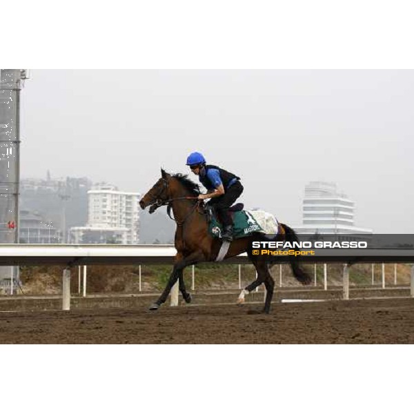 Mastery working at Sha Tin racetrack Hong Kong- Sha Tin, 7th dec. 2010 ph. Stefano Grasso