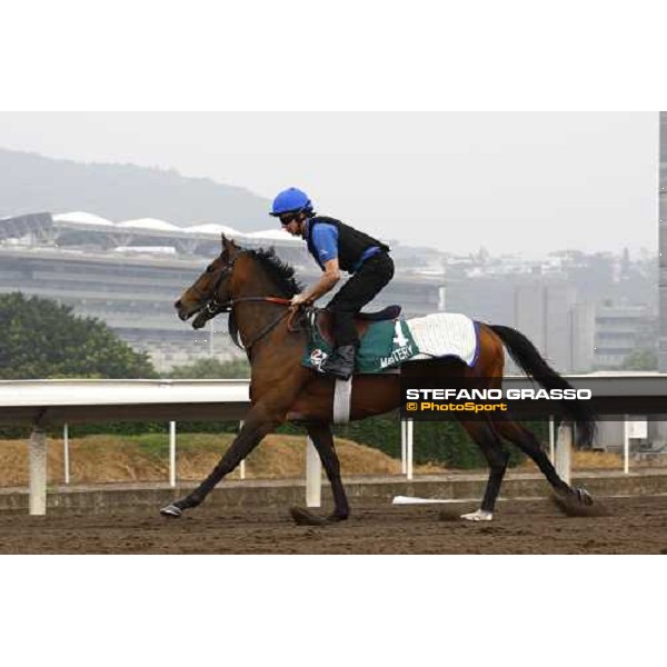 Mastery working at Sha Tin racetrack Hong Kong- Sha Tin, 7th dec. 2010 ph. Stefano Grasso