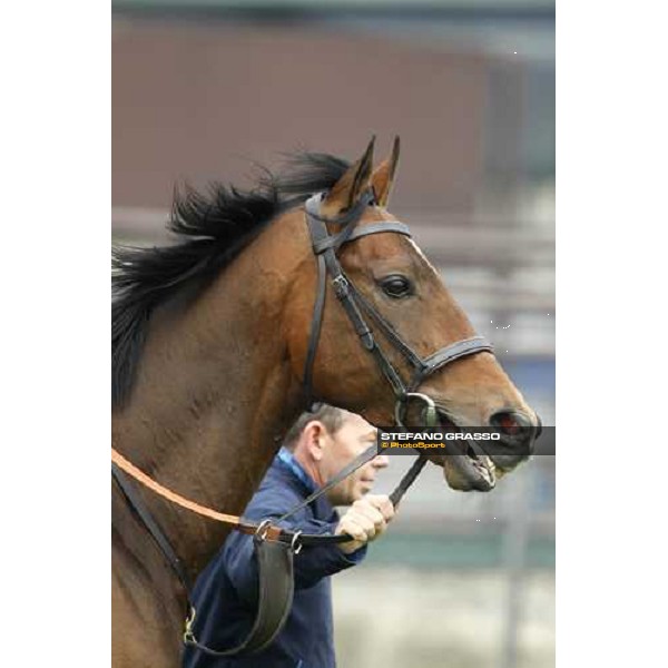 Mastery working at Sha Tin racetrack Hong Kong- Sha Tin, 7th dec. 2010 ph. Stefano Grasso