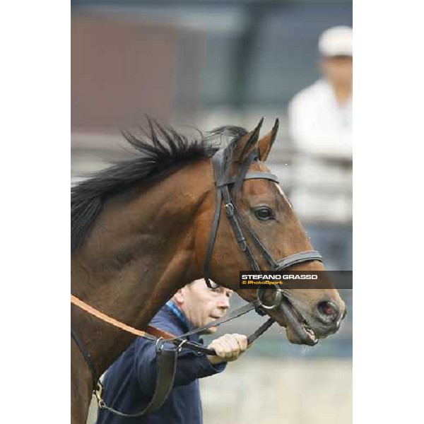 Mastery working at Sha Tin racetrack Hong Kong- Sha Tin, 7th dec. 2010 ph. Stefano Grasso