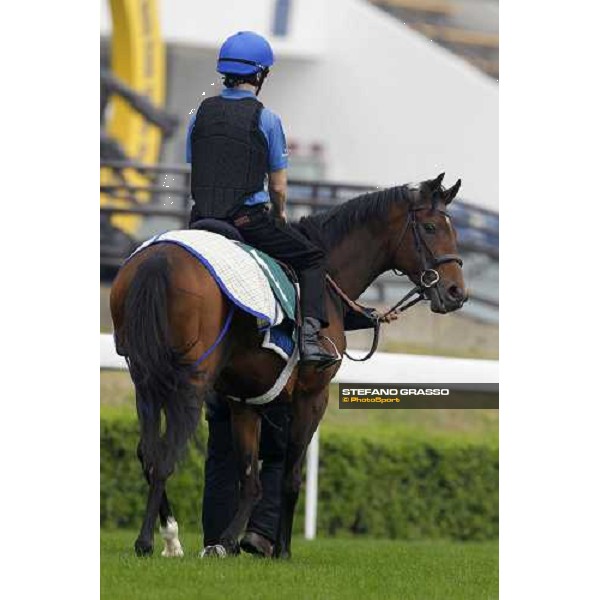 Mastery working at Sha Tin racetrack Hong Kong- Sha Tin, 7th dec. 2010 ph. Stefano Grasso