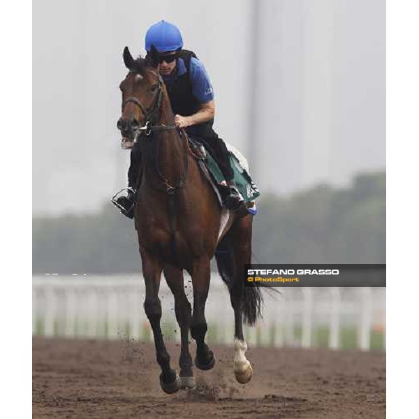 Mastery working at Sha Tin racetrack Hong Kong- Sha Tin, 7th dec. 2010 ph. Stefano Grasso
