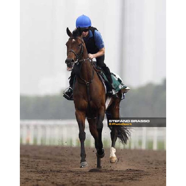 Mastery working at Sha Tin racetrack Hong Kong- Sha Tin, 7th dec. 2010 ph. Stefano Grasso
