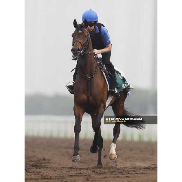 Mastery working at Sha Tin racetrack Hong Kong- Sha Tin, 7th dec. 2010 ph. Stefano Grasso