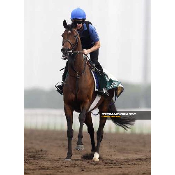 Mastery working at Sha Tin racetrack Hong Kong- Sha Tin, 7th dec. 2010 ph. Stefano Grasso