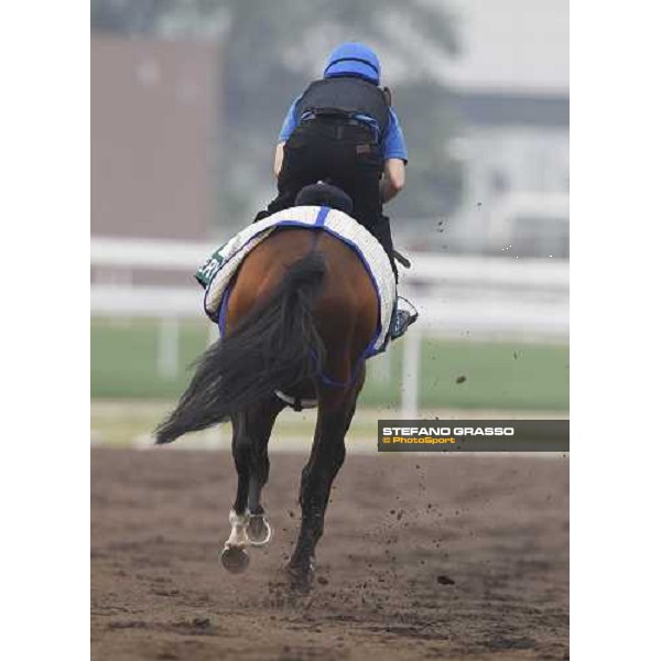 Mastery working at Sha Tin racetrack Hong Kong- Sha Tin, 7th dec. 2010 ph. Stefano Grasso