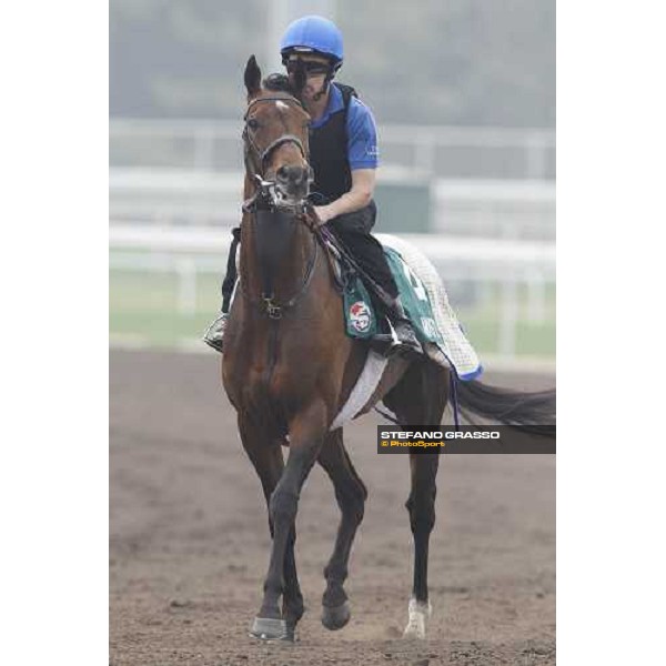 Mastery working at Sha Tin racetrack Hong Kong- Sha Tin, 7th dec. 2010 ph. Stefano Grasso