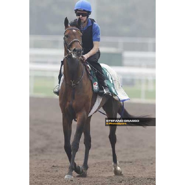 Mastery working at Sha Tin racetrack Hong Kong- Sha Tin, 7th dec. 2010 ph. Stefano Grasso