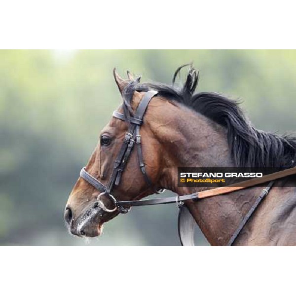 Mastery working at Sha Tin racetrack Hong Kong- Sha Tin, 7th dec. 2010 ph. Stefano Grasso
