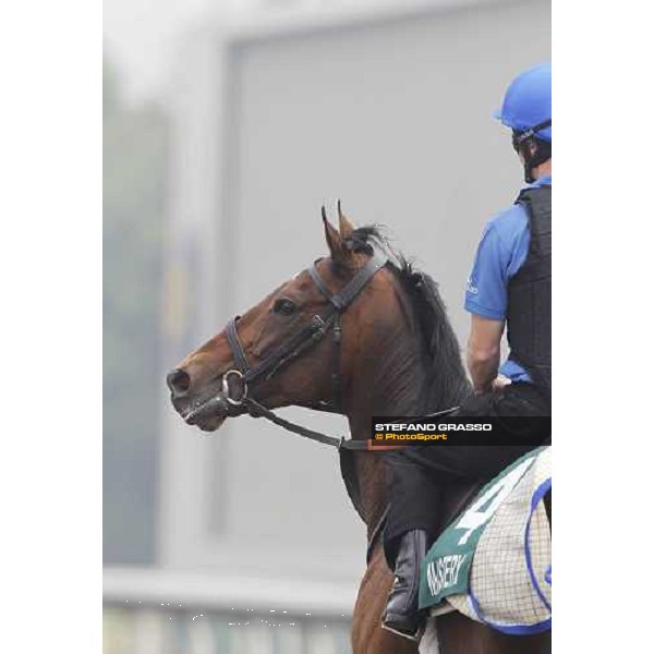 Mastery working at Sha Tin racetrack Hong Kong- Sha Tin, 7th dec. 2010 ph. Stefano Grasso
