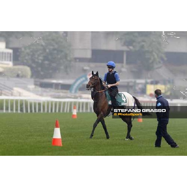 Mastery working at Sha Tin racetrack Hong Kong- Sha Tin, 7th dec. 2010 ph. Stefano Grasso